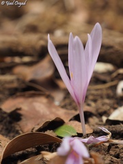 Colchicum troodi