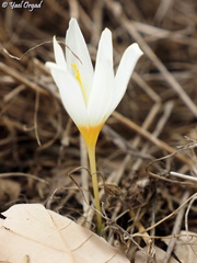 Crocus ochroleucus
