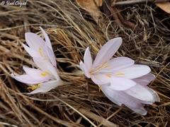 Colchicum troodi
