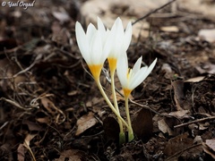 Crocus ochroleucus