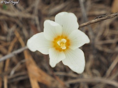 Crocus ochroleucus