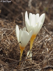 Crocus ochroleucus