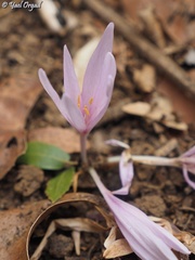 Colchicum troodi