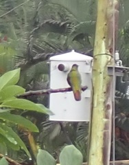 Anthracothorax aurulentus