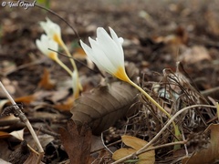 Crocus ochroleucus