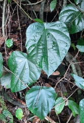 Coscinium fenestratum