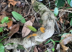 Coscinium fenestratum