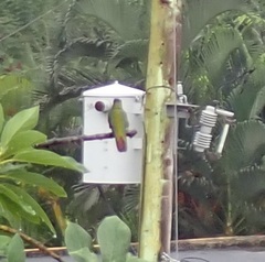 Anthracothorax aurulentus