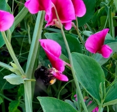 Bombus terrestris canariensis