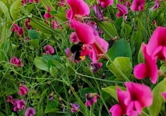 Bombus terrestris canariensis