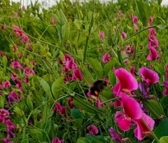 Bombus terrestris canariensis