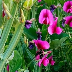 Bombus terrestris canariensis