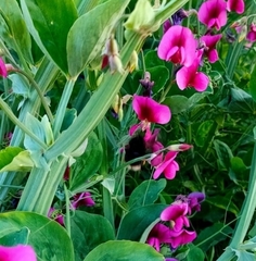 Bombus terrestris canariensis