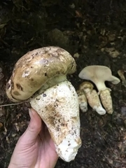 Catathelasma imperiale