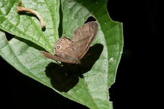 Cissia terrestris