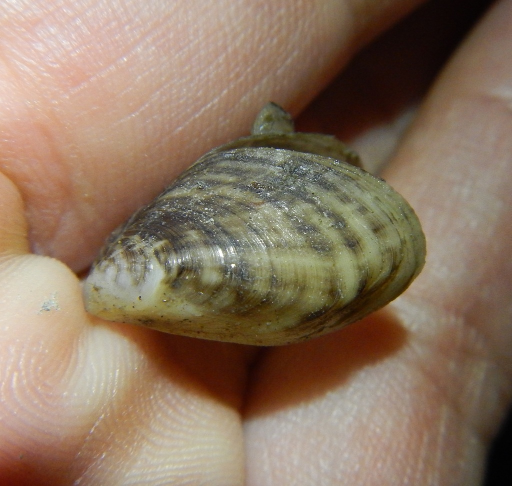 Dreisseninae