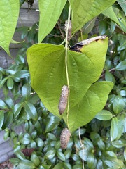 Dioscorea alata
