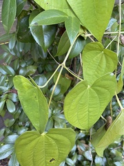 Dioscorea alata