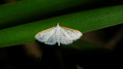 Palpita parvifraterna