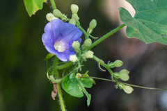 Ipomoea aristolochiifolia