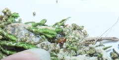 Blepharucha zaide