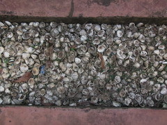 Senilia senilis