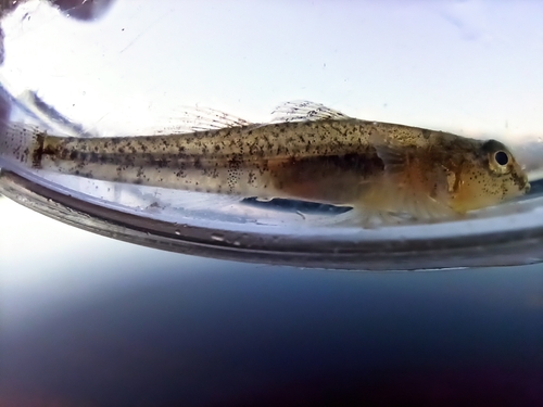 Adriatic dwarf goby (Knipowitschia panizzae) — Gobiidae — 5