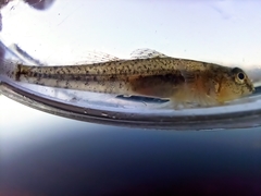 Knipowitschia panizzae