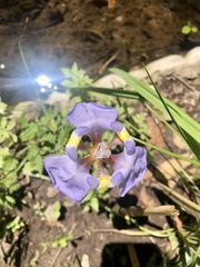 Phalocallis coelestis