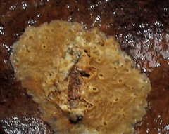 Ephydatia fluviatilis