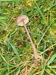 Mycena olivaceomarginata