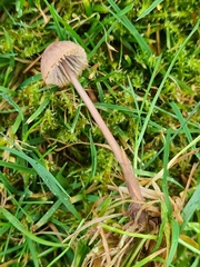 Mycena olivaceomarginata