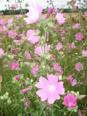 Malva excisa