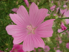 Malva excisa