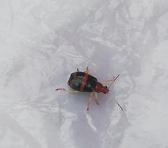 Gynandrobrotica