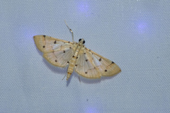 Pycnarmon