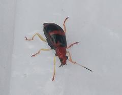 Gynandrobrotica