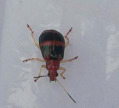 Gynandrobrotica