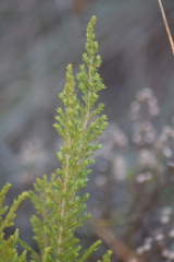 Erica lusitanica