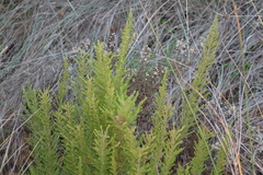 Erica lusitanica