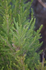 Erica lusitanica
