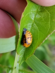 Coccinella septempunctata