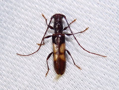 Heterachthes quadrimaculatus