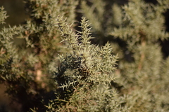 Ulex argenteus argenteus