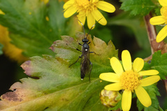 Vulgichneumon diminutus