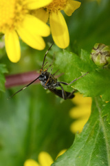 Vulgichneumon diminutus
