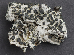 Umbilicaria cylindrica