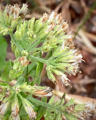 Image of Mikania cordifolia