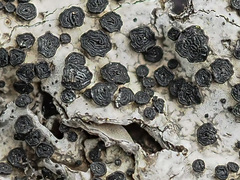 Umbilicaria cylindrica