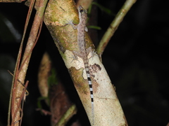 Cyrtodactylus papuensis